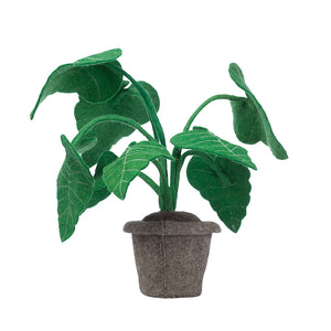 KidsDepot Alocasia, plant, 45x45x45 cm 20010942